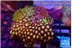 Zoanthus garden mixed color 8-12 cm WYSIWYG acclimaté