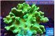Lobophytum green body 9-14 cm WYSIWYG acclimaté