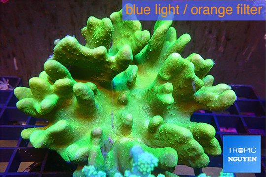 Lobophytum green body 9-14 cm WYSIWYG acclimaté