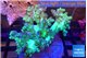 Capnella green 7-14 cm WYSIWYG acclimaté