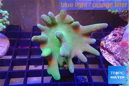 Lobophytum greeny 7-12 cm WYSIWYG acclimaté