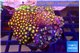 Zoanthus garden mixed color 8-12 cm WYSIWYG acclimaté