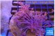Xenia long polyps 7-10 cm WYSIWYG acclimaté