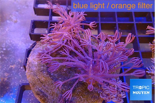 Xenia long polyps 7-10 cm WYSIWYG acclimaté