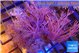 Xenia long polyps & Xenia pumping 7-10 cm WYSIWYG acclimaté