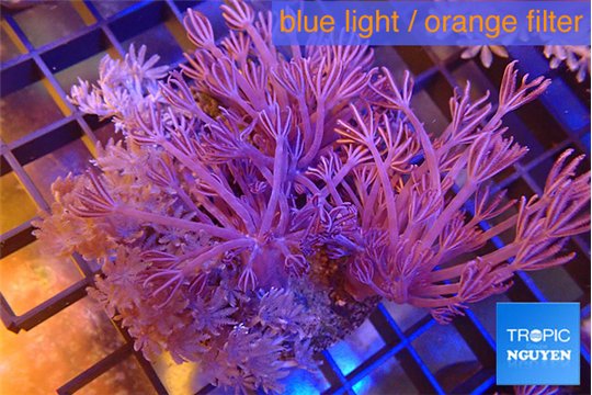 Xenia long polyps & Xenia pumping 7-10 cm WYSIWYG acclimaté