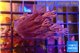 Xenia long polyps 3-6 cm WYSIWYG acclimaté