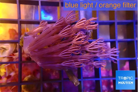 Xenia long polyps 3-6 cm WYSIWYG acclimaté