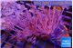Xenia long polyps 7-10 cm WYSIWYG acclimaté