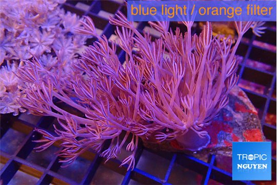 Xenia long polyps 7-10 cm WYSIWYG acclimaté