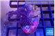 Xenia long polyps 3-6 cm WYSIWYG acclimaté