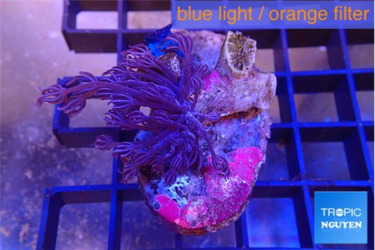 Xenia long polyps 3-6 cm WYSIWYG acclimaté
