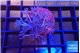 Xenia long polyps 3-6 cm WYSIWYG acclimaté