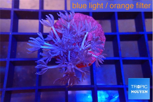Xenia long polyps 3-6 cm WYSIWYG acclimaté