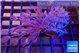 Xenia long polyps & Xenia pumping 4-8 cm WYSIWYG acclimaté