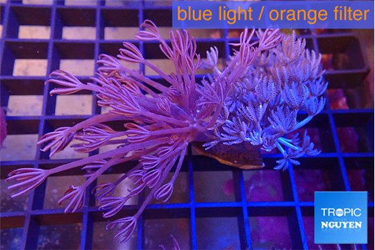 Xenia long polyps & Xenia pumping 4-8 cm WYSIWYG acclimaté
