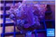 Xenia long polyps 2-4 cm WYSIWYG acclimaté