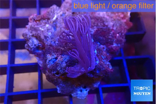 Xenia long polyps 2-4 cm WYSIWYG acclimaté