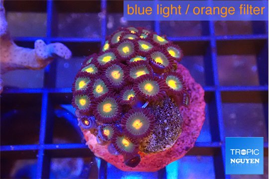 Zoanthus orange 2-4 cm WYSIWYG acclimaté