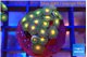 Zoanthus sunset kiwi 2-3 cm WYSIWYG acclimaté