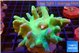 Lobophytum green body 7-12 cm WYSIWYG acclimaté