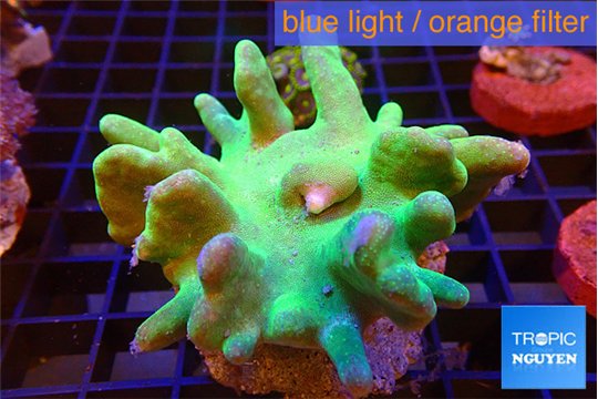 Lobophytum green body 7-12 cm WYSIWYG acclimaté