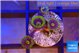 Zoanthus magician blue 4 polyps WYSIWYG acclimaté