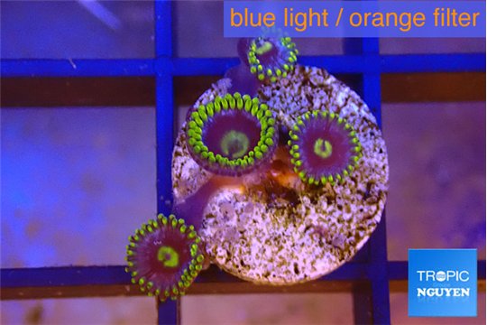 Zoanthus magician blue 4 polyps WYSIWYG acclimaté