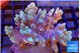 Sinularia short finger golden 7-12 cm WYSIWYG acclimaté