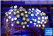 Zoanthus sunset kiwi 4-6 cm WYSIWYG acclimaté
