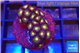 Zoanthus orange 2-4 cm WYSIWYG acclimaté