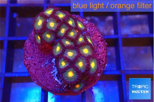 Zoanthus orange 2-4 cm WYSIWYG acclimaté