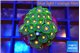 Zoanthus green galaxy 2-4 cm WYSIWYG acclimaté