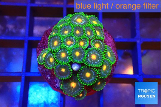 Zoanthus green galaxy 2-4 cm WYSIWYG acclimaté