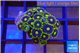 Zoanthus magician blue 1-3 cm WYSIWYG acclimaté