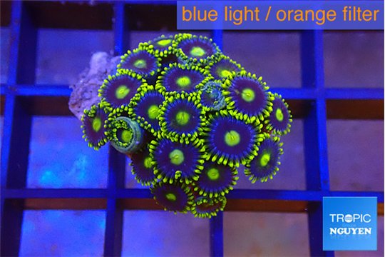 Zoanthus magician blue 1-3 cm WYSIWYG acclimaté