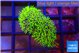 Pachyclavularia full neon green polyps 2-3 cm WYSIWYG acclimaté