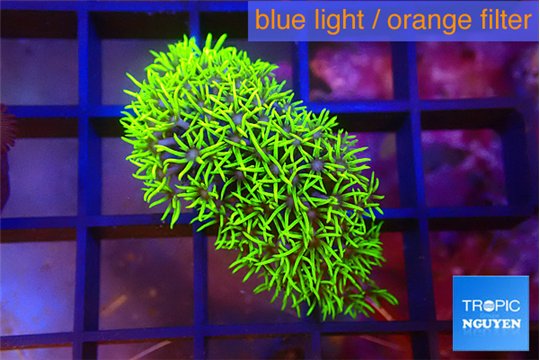 Pachyclavularia full neon green polyps 2-3 cm WYSIWYG acclimaté