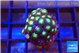 Zoanthus red green 2-4 cm WYSIWYG acclimaté