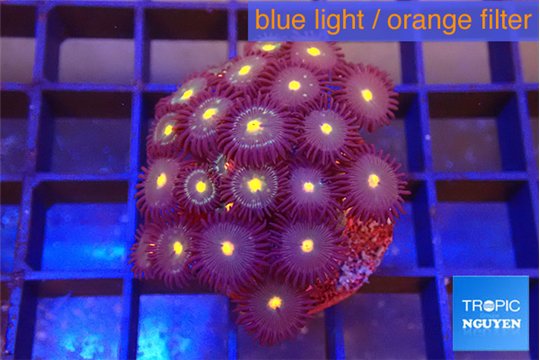 Zoanthus orange spot 2-4 cm WYSIWYG acclimaté