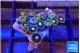 Zoanthus magician blue 1-3 cm WYSIWYG acclimaté