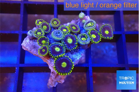 Zoanthus magician blue 1-3 cm WYSIWYG acclimaté