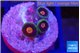 Zoanthus orange 3 polyps WYSIWYG acclimaté
