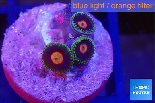 Zoanthus orange 3 polyps WYSIWYG acclimaté