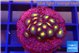 Zoanthus sunset kiwi 2-3 cm WYSIWYG acclimaté