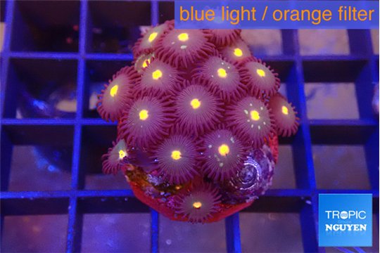 Zoanthus orange 2-4 cm WYSIWYG acclimaté