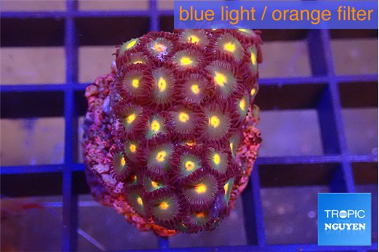 Zoanthus orange 2-4 cm WYSIWYG acclimaté