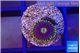 Zoanthus magician blue 1 polyp WYSIWYG acclimaté