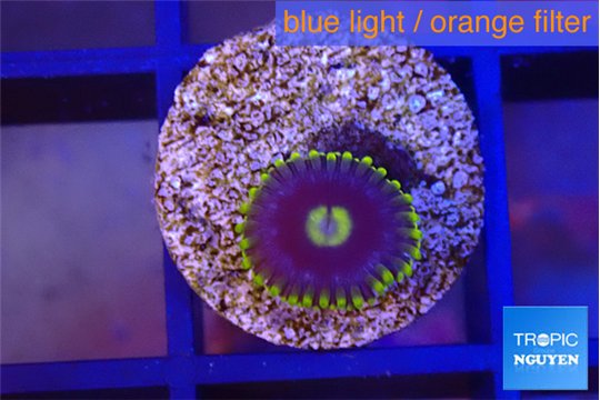 Zoanthus magician blue 1 polyp WYSIWYG acclimaté