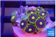 Zoanthus mixed color 2-4 cm WYSIWYG acclimaté